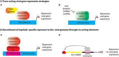 Cytomegalovirus Latency and Reactivation: An Intricate Interplay With the Host Immune Response